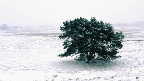 Aerial Pedestal Up Over Lone Green Tree Snow Covered winter Landscape At Veluwe National Park. Establishing Shot