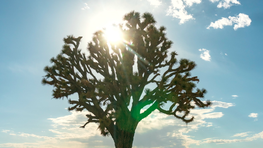 The sun sets in golden splendor behind the Mojave Desert mountains with a Joshua tree in the foreground - zoom out reveal time lapse
