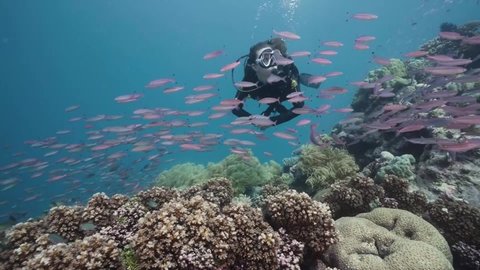 Female Scuba Diver Swimming over Vibrant Coral Reef and Fish (Great Barrier Reef)