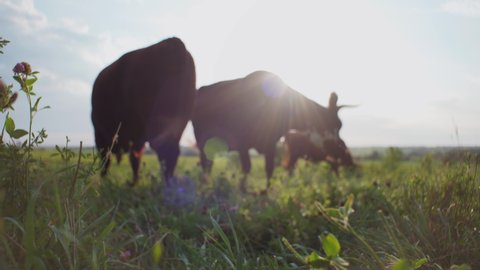 Raymond , Nebraska , United States - 07 30 2019: Cows eating grass at local farm