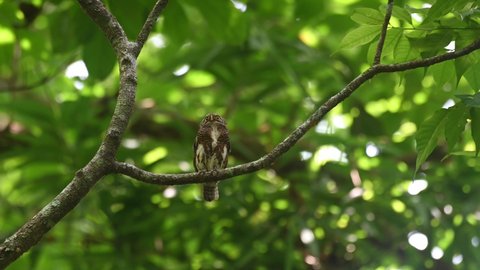 Collared Owlet, Taenioptynx brodiei, Kaeng Krachan, Thailand; seen looking up while vocalizing to make calls for its mate then suddenly looks up to its right and lifted its right foot.