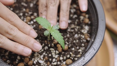 top view female hands taking care of growing cannabis young leaf, cultivation process inside planting pot, top leaf cultivated plant, at home indoor planting, young marijuana plant above shot close up