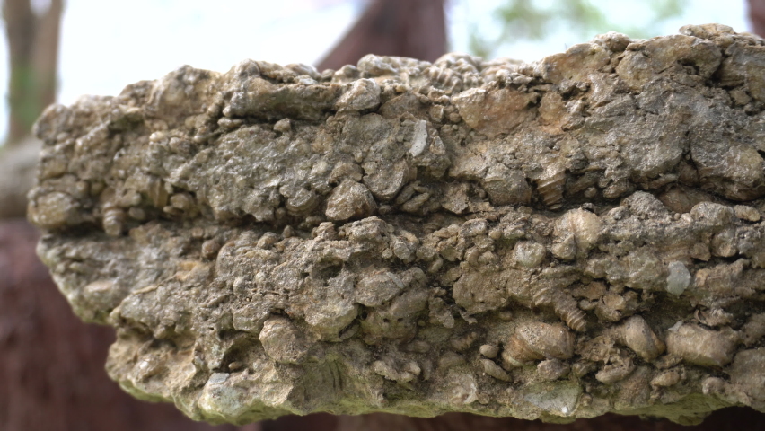 Layers of shellfish compressed in to stone and shell cemetery historic ancient place in Phuket Thailand