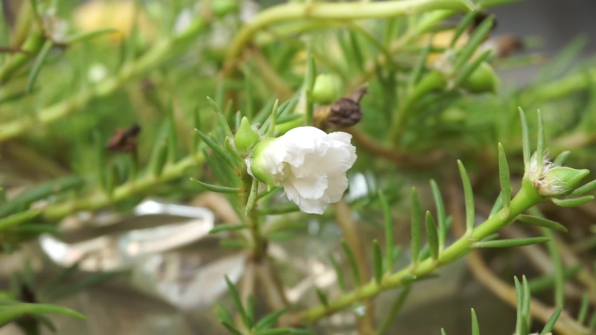Portulaca flower with a natural background. Indonesian call it krokot