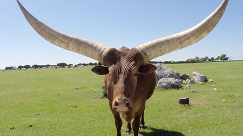 Very big Ankole Longhorn looks into camera while licking his nose and moving his ears