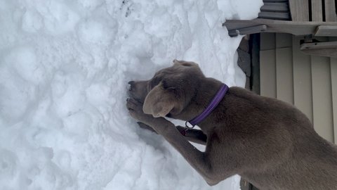 Dog digging hole in the snow