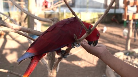 Hand feeding red feathered female of eclectus parrot in aviary, close up