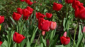 4k video red tulips, flowerbed, flowers