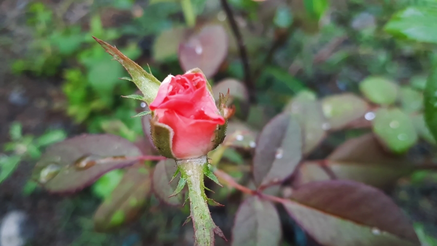 The little rose that hasn