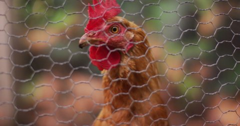 Close up of brown hen looking through chicken wire in garden coop. domestic farm animal on homestead.