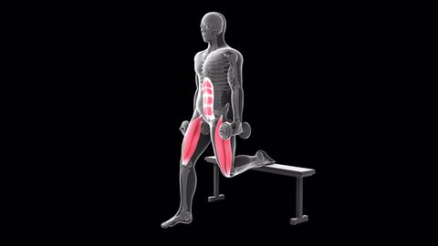 This 3d animation shows an xray man performing dumbbell bulgarian split squat