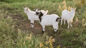 The white and black baby goat with horns graze in the green field on the organic farm. on sunset time. High quality 4k footage