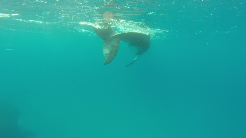 Newborn humpback whale cub swims next to mother underwater in Pacific Ocean. Megaptera Novaeangliae whale in blue water in Tonga Polynesia.