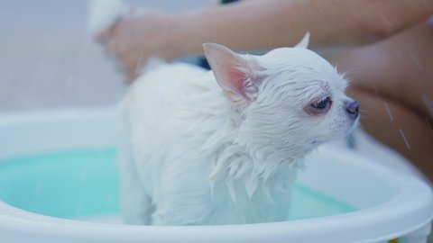 Slow motion. The woman owner take pleasure bathing  Chihuahua dog in small bathtub with sprinkler outdoors. Take care of your dog during the summer holiday. Washing dog. relaxing bathing or shower.