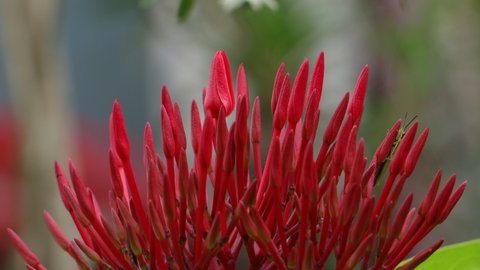 Flower buds swaying in the wind. Ixora coccinea is a species of flowering plant in the family Rubiaceae. also known as jungle geranium. It is the national flower of Suriname. 