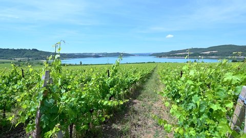 vineyard on the shores of lake corbara in umbria on a sunny day in summer