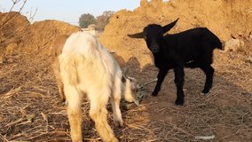 Baby Goats are eating leaves. Black Bangal Goat Babies.  Goats eating fodder. Little goats in the field. domestic animals. There are over 300 distinct breeds of goat. Capra aegagrus hircus.