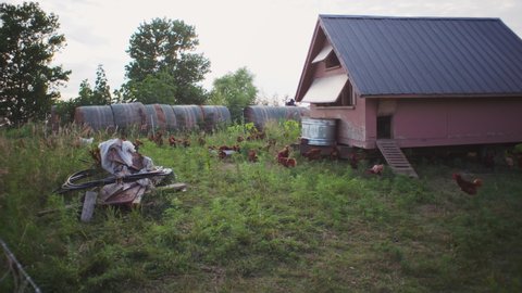 Raymond , Nebraska , United States - 07 29 2019: Chickens walking around outside coop at local farm