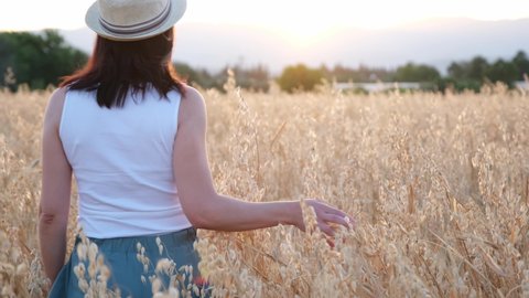 Woman hand touching a golden oat ear in the oat field. Young woman's hand moving through oat field. Woman's hand touching oat during sunset. Slow motion. 4k footage.