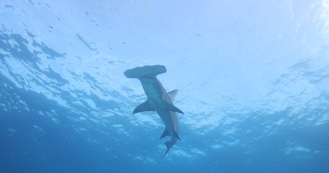 BIg shark in the wild - clear blue water of the Bahams. Grey Reef shark and Tiger shark meets Lemon sharks.