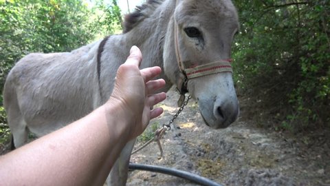 Yumaklar, Antalya, Turkey - 28th of May 2021: 4K Human hand and timid grey donkey on the leash
