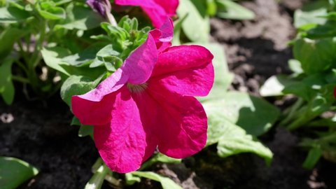 Flower name: Petunia. Pink flower on a blurred background.