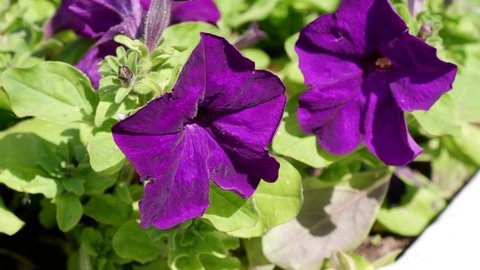 Flower name: Petunia. Purple flower on a blurred background.
