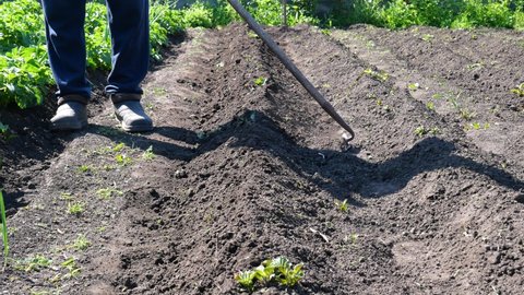 Hoe weeding in between rows of vegetables, Tilling Soil At The Garden With A Shovel. Soil Preparation Before Planting