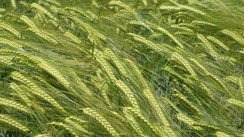 Close up over green wheat corn. Cereal land, agricultural industry. Natural texture in motion, lush wheat spikelets waving in wind. Harvest organic cultivate in field.