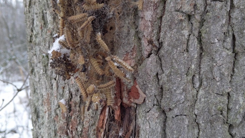 Abandoned shell skin of oak processionary moth on a tree during winter time. Close up. Wind is moving the many larvas