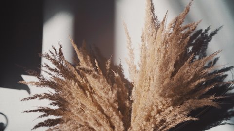 Dried Grass In a Designer Vase On a Coffee Table Smooth Close Up Macro Motion
