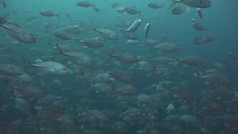 Massive school of bigeye trevally ( Caranx sexfasciatus) moves chaotically in different directions 
