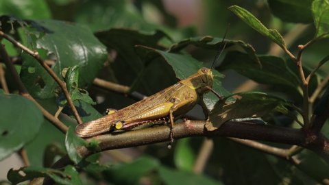 wood grasshopper or Valanga nigricornis perched on a tree trunk