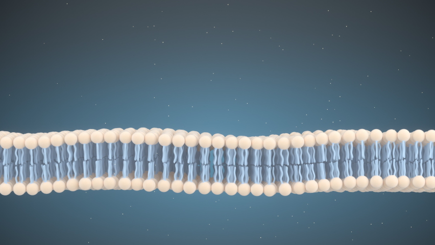 Cell Membrane and Molecules, 3d rendering. Royalty-Free Stock Footage #1074066122