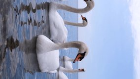Vertical orientation video: White swans swim in the sea near the shore