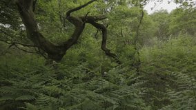 A deciduous forest, Tilt up from ferns on the forest floor to treetops - Powered by Shutterstock - Get 15% off with code: PIKWIZARD15