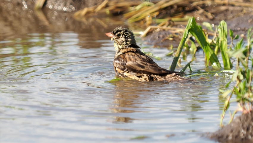 The ortolan bunting bird taking a bath, Emberiza hortulana