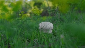 Lycoperdon perlatum mushroom in green grass on the hill 