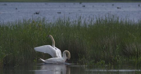 White swans preening feathers beating wings in river reeds beautiful Ireland landscape
