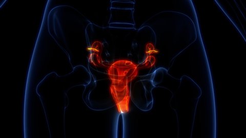 Female Reproductive System Anatomy Animation Concept Stock Footage ...