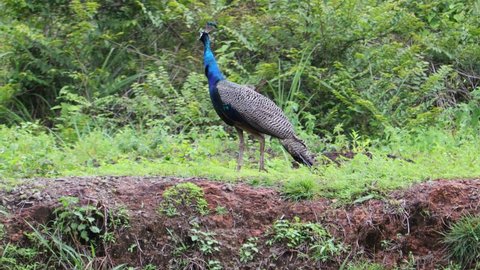 The male peacock, who was watching the surroundings, runs back to the forest