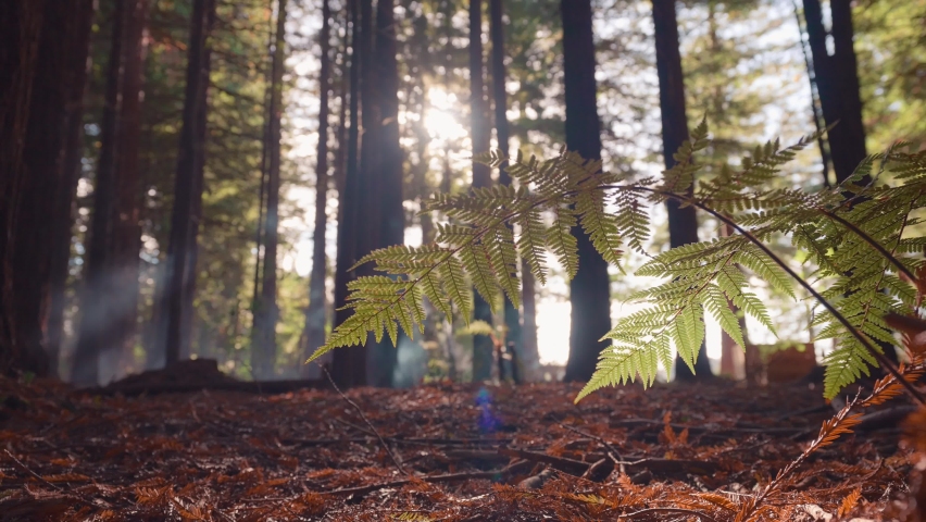 Fern leaves swaying in breeze with sun breaking through forest trees