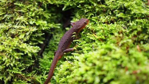Pacific rough skinned newt crawling on moss.