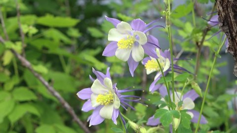 Rocky Mountain columbine, The Colorado state flower of song. Delicate purples and white.