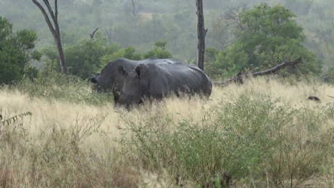White rhino (Ceratotherium simum) in its natural habitat during heavy rain