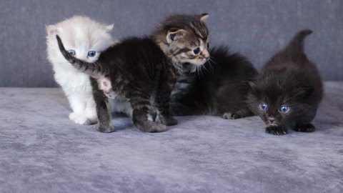 Four kittens tabby, black and white colors with blue eyes at home. Fluffy curious pets stomp on couch, look around. Front view shooting. Domestic toddler cats learn to walk on gray sofa background.
