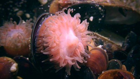 Beadlet Anemone (Actinia equina) retracts its tentacles.
