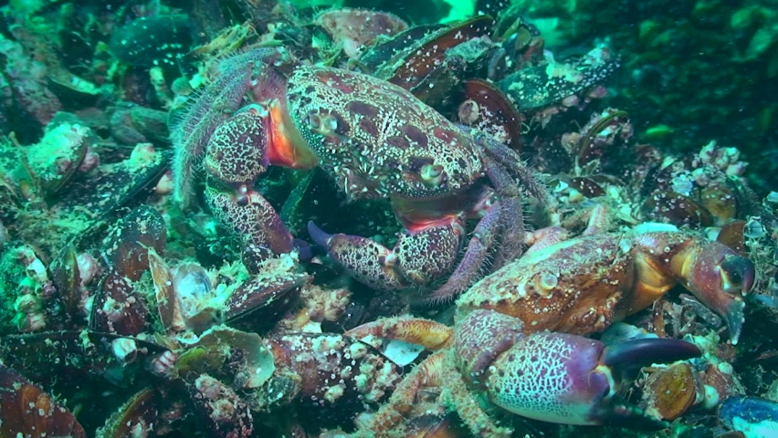 Warty crab or Yellow shore crab (Eriphia verrucosa): molded crab next to the empty shell.