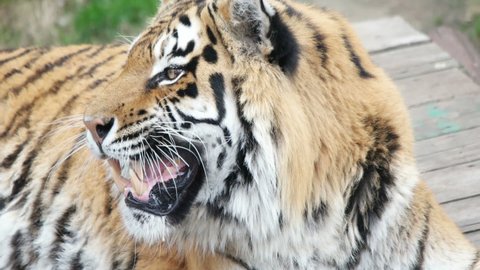 tiger showing teeth, head, growl, close-up