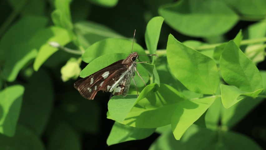 Yellow and Black Butterfly on flower flapping its wings image - Free ...